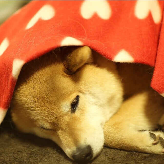 爱游戏中国官方登录入口网站-亚军也是荣耀：那些未夺冠依然光彩夺目的球队，亚军有奖杯吗