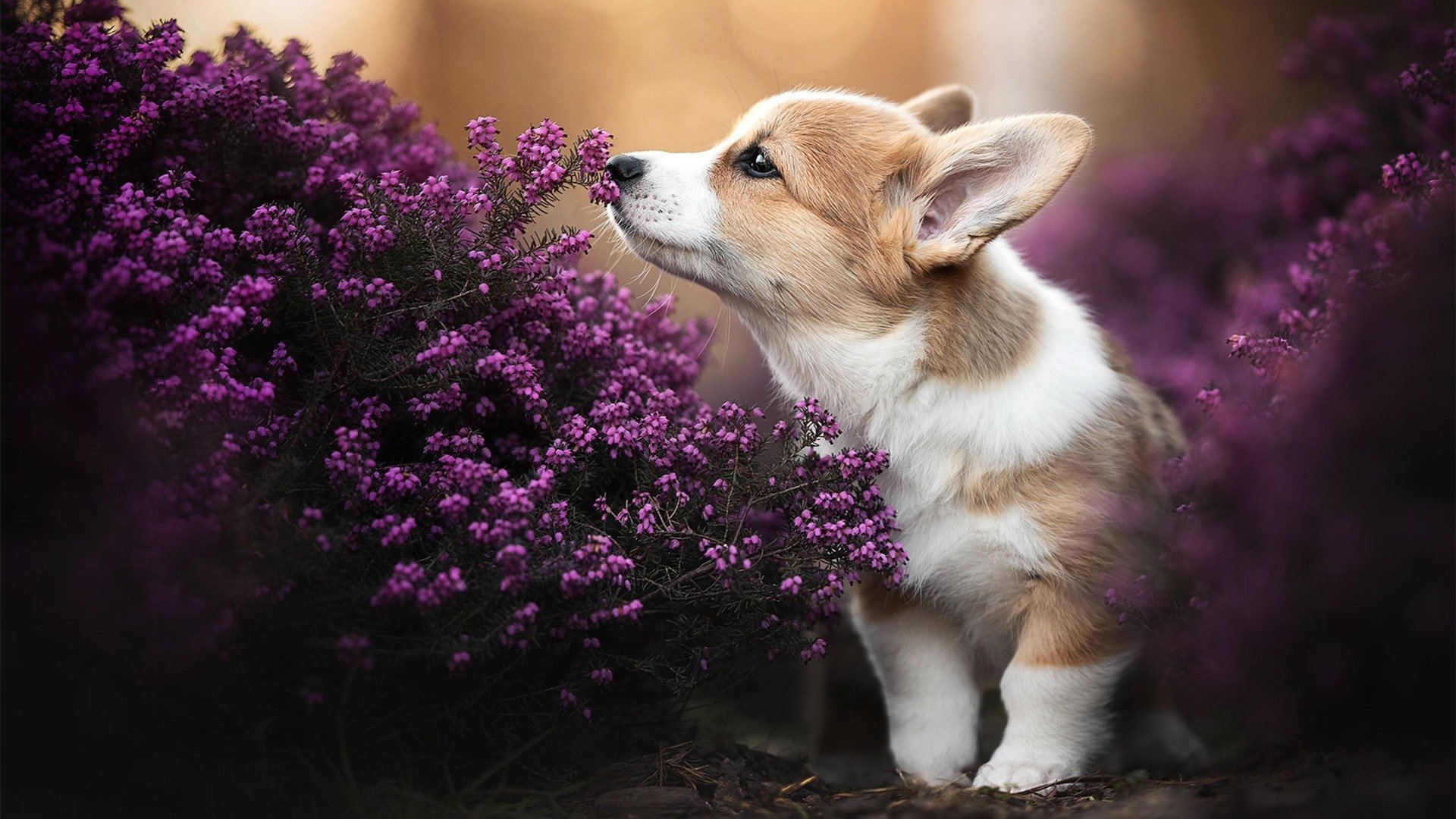巴西女足在奥运会半决赛中以4-2击败西班牙,巴西女足在奥运会半决赛中以4-2击败西班牙队