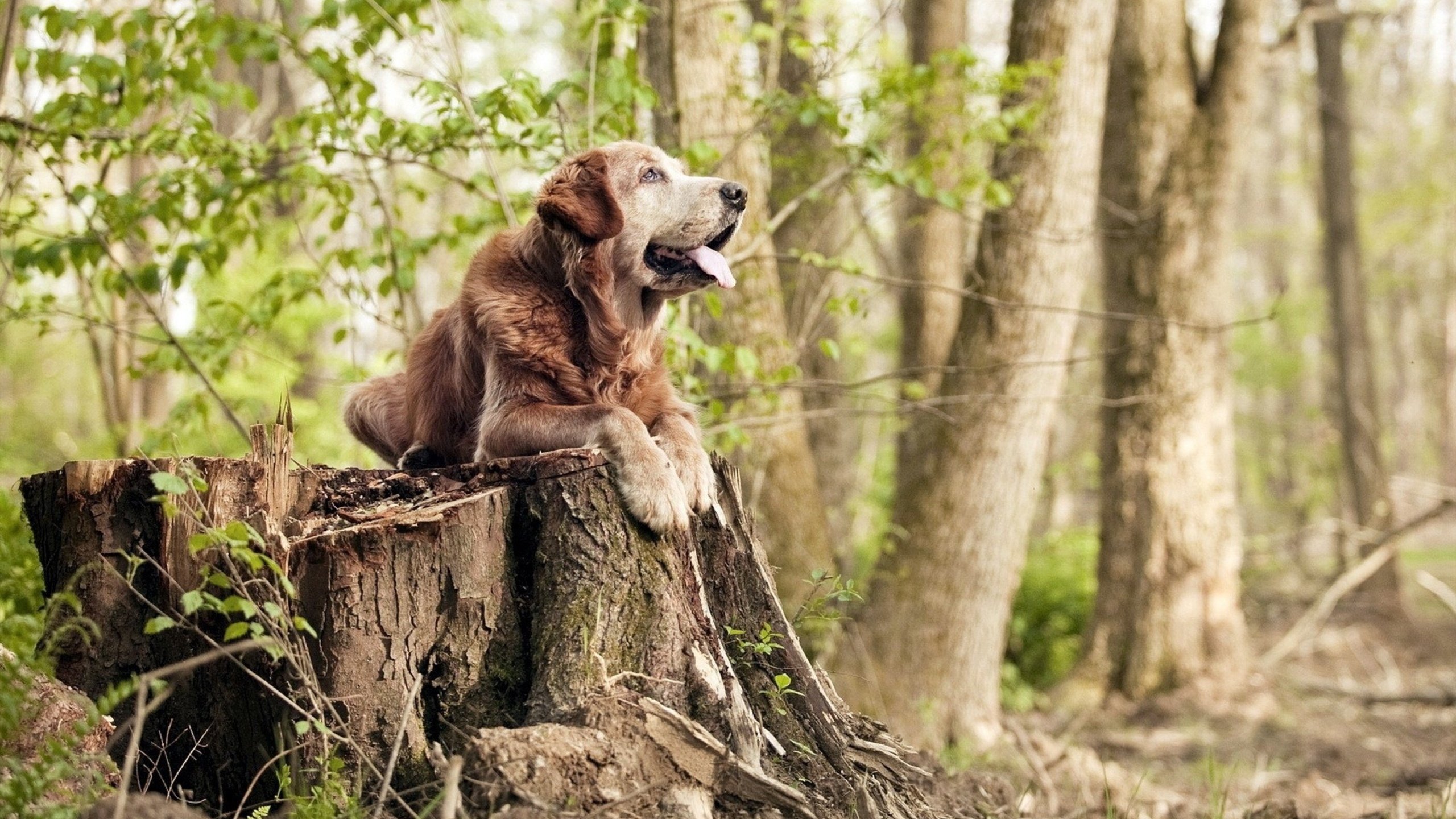 AYX官网-超级签约：大牌球员加盟的幕后故事，超级签2.0