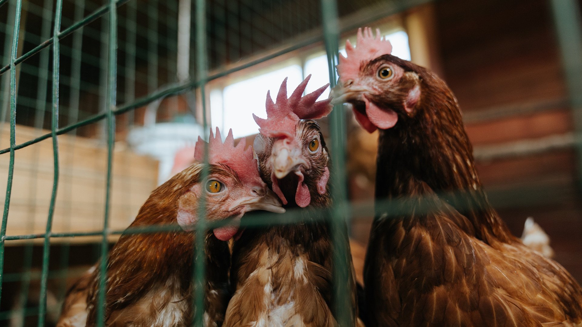 AC米兰客场大胜罗马,伊布拉希莫维梅开二度,ac米兰与伊布续约