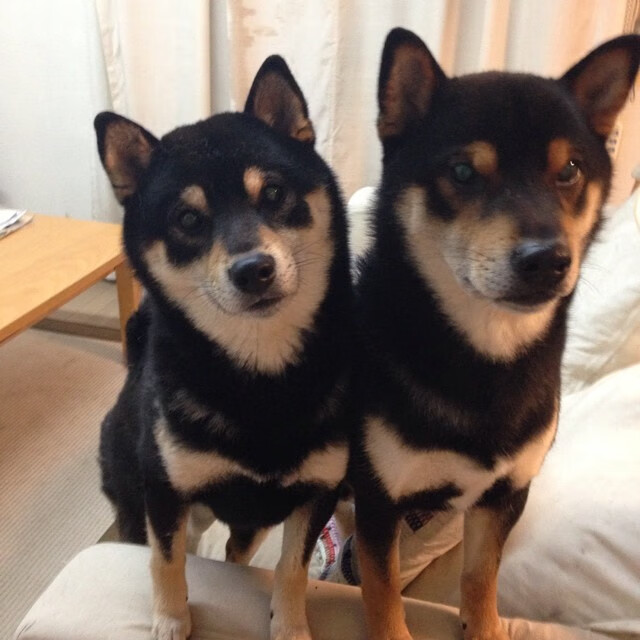 爱游戏电竞官网-亚洲篮球联赛外援活跃表现，cba亚洲外援上场规则