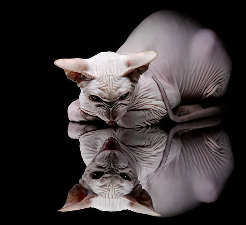 伯明翰市防守坚韧,蓝军力拼保级,伯明翰the emporium