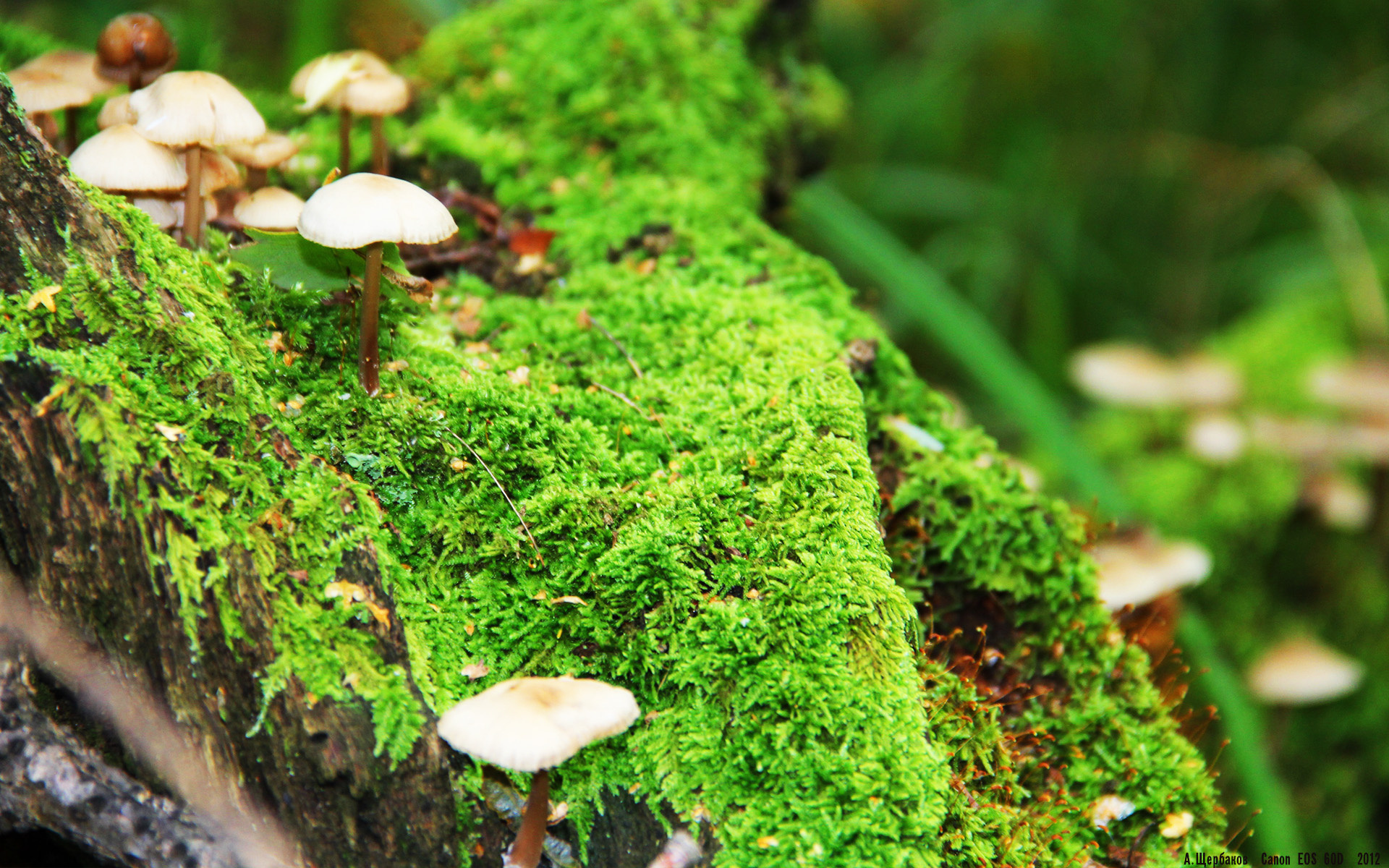 博卡青年伤病名单更新，博卡青年什么水平