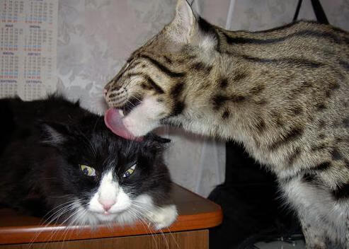 山西汉密召开战役,夺取胜利,山西汉密召开战役,夺取胜利