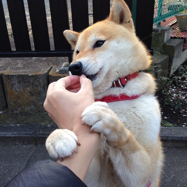 爱游戏娱乐-山东泰山连续多场不败，山东泰山队重大调整