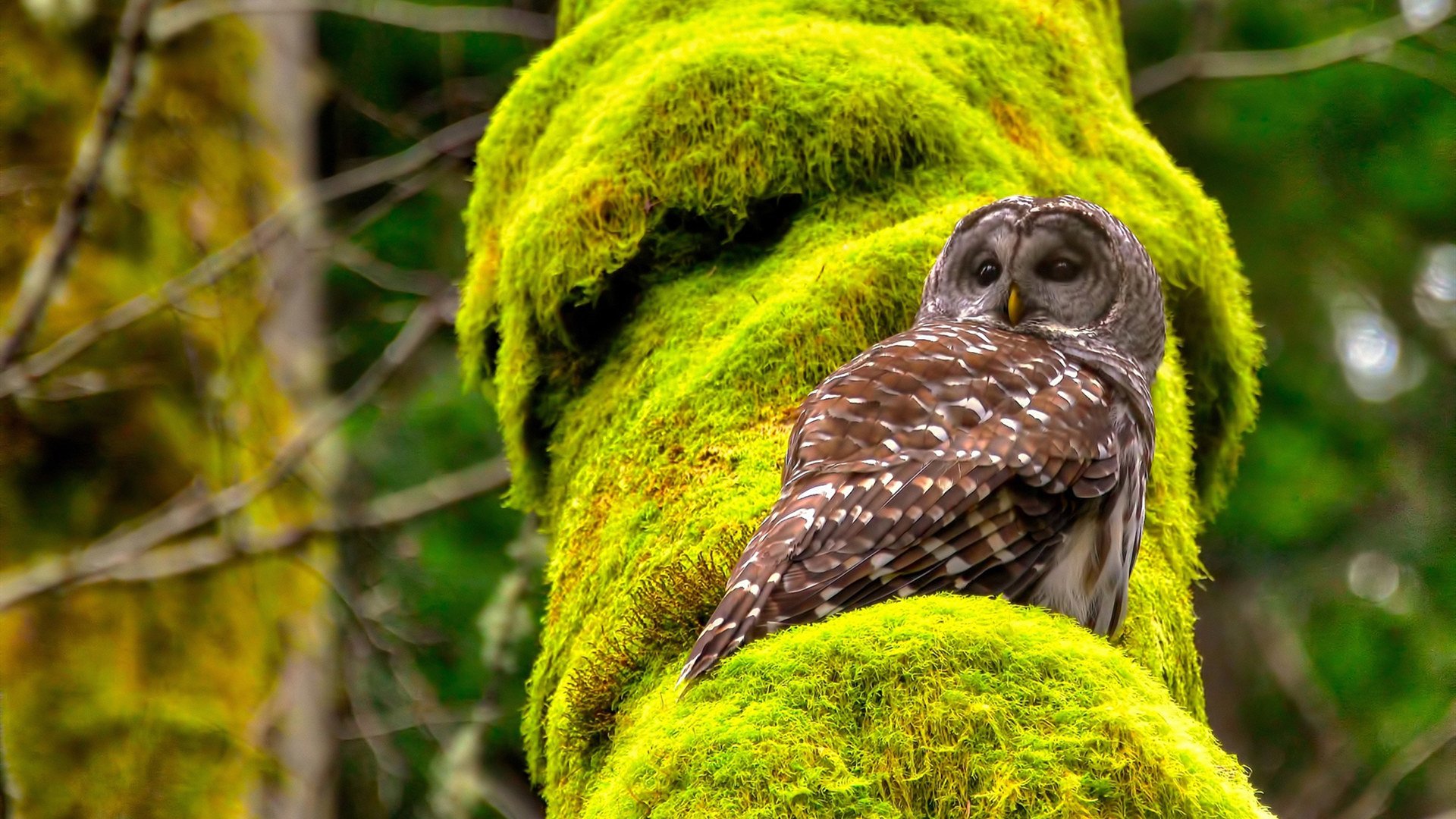 是否应加强退役球员对现役球员指导,准备退役的球员