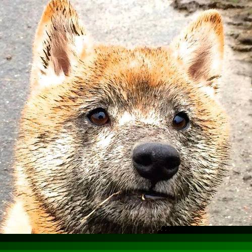 爱游戏体育-热刺主场被谢菲联逆转，争四形势堪忧，热刺3_1谢菲联