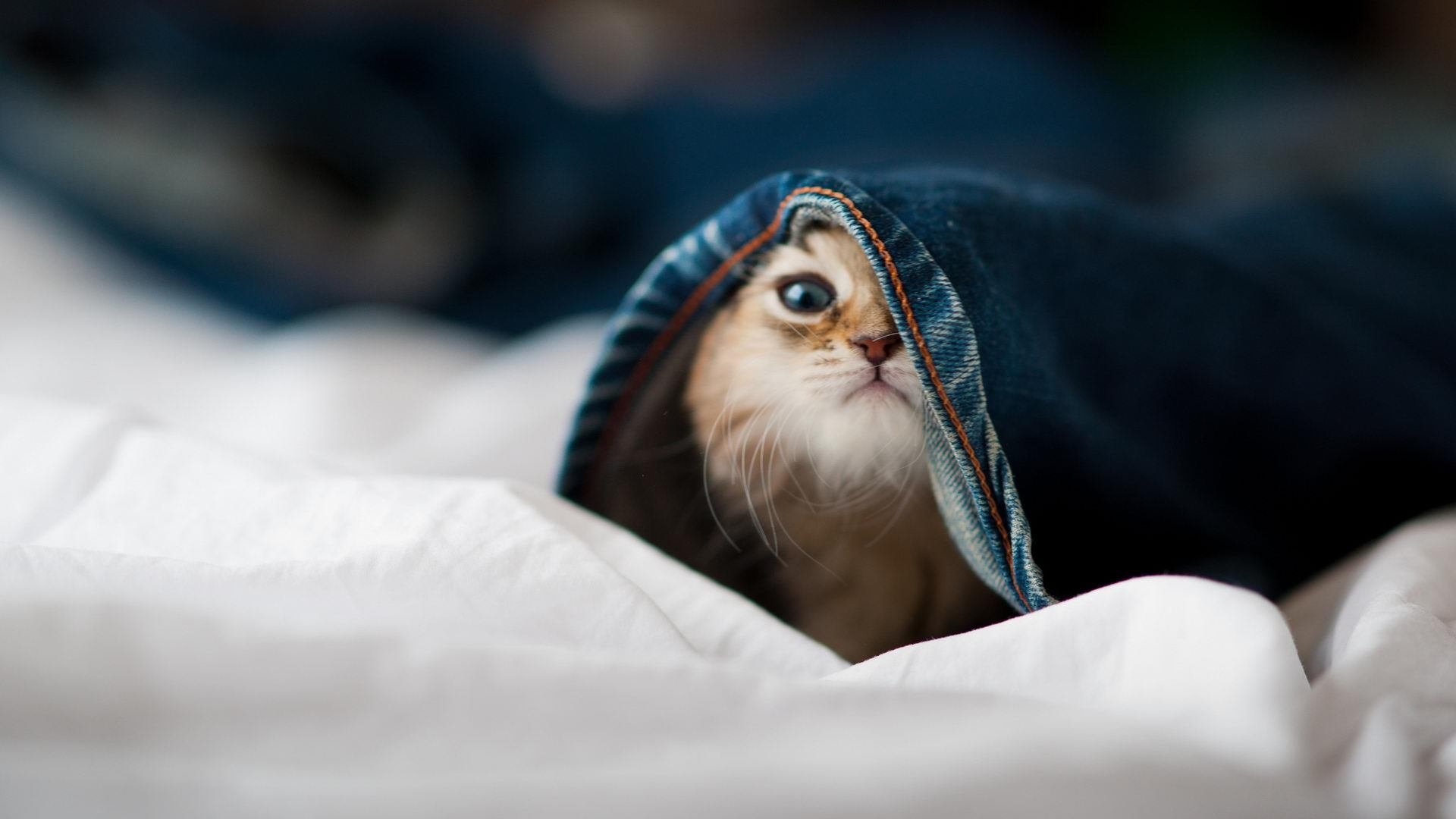 猛龙老将状态回升,球队进攻重新焕发活力,猛龙队老大叫什么名_