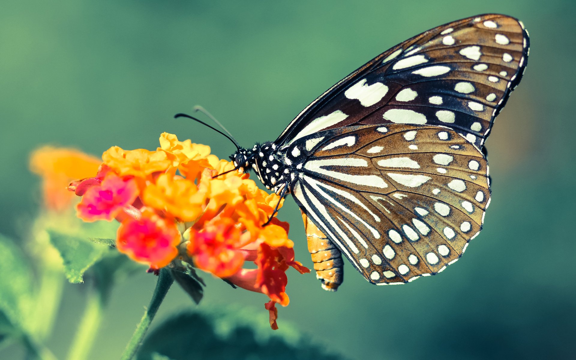 AIYOUXI.COM-球员私人教练是否影响球队统一训练，nba私人教练