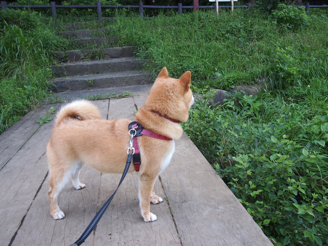 爱游戏在线登录入口-阿贾克斯队员备战热刺，决赛名额成谜，热刺阿贾克斯次回合