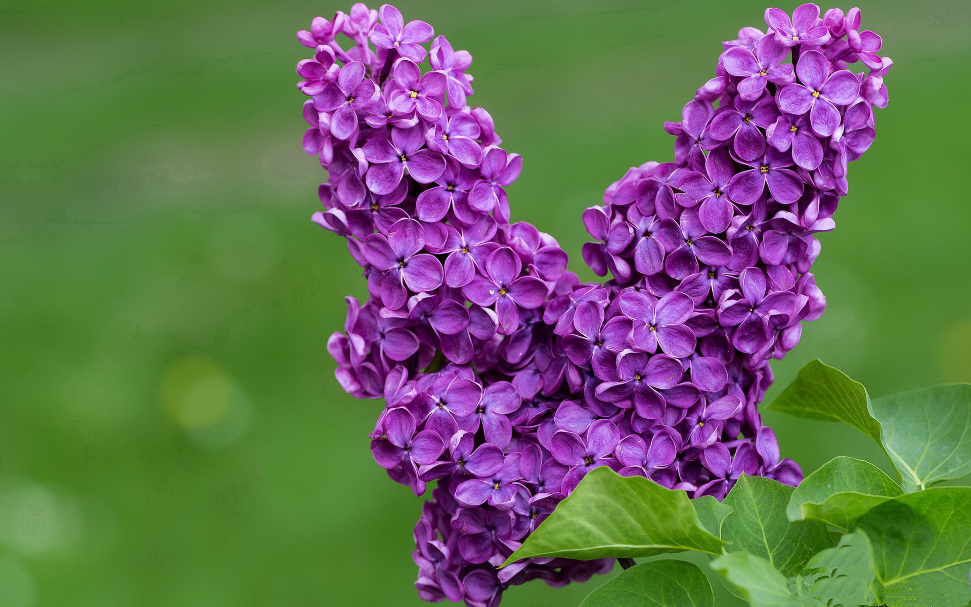叶夫根尼娅·奇库诺娃冲线瞬间点燃赛场，叶夫根尼·奇吉舍夫