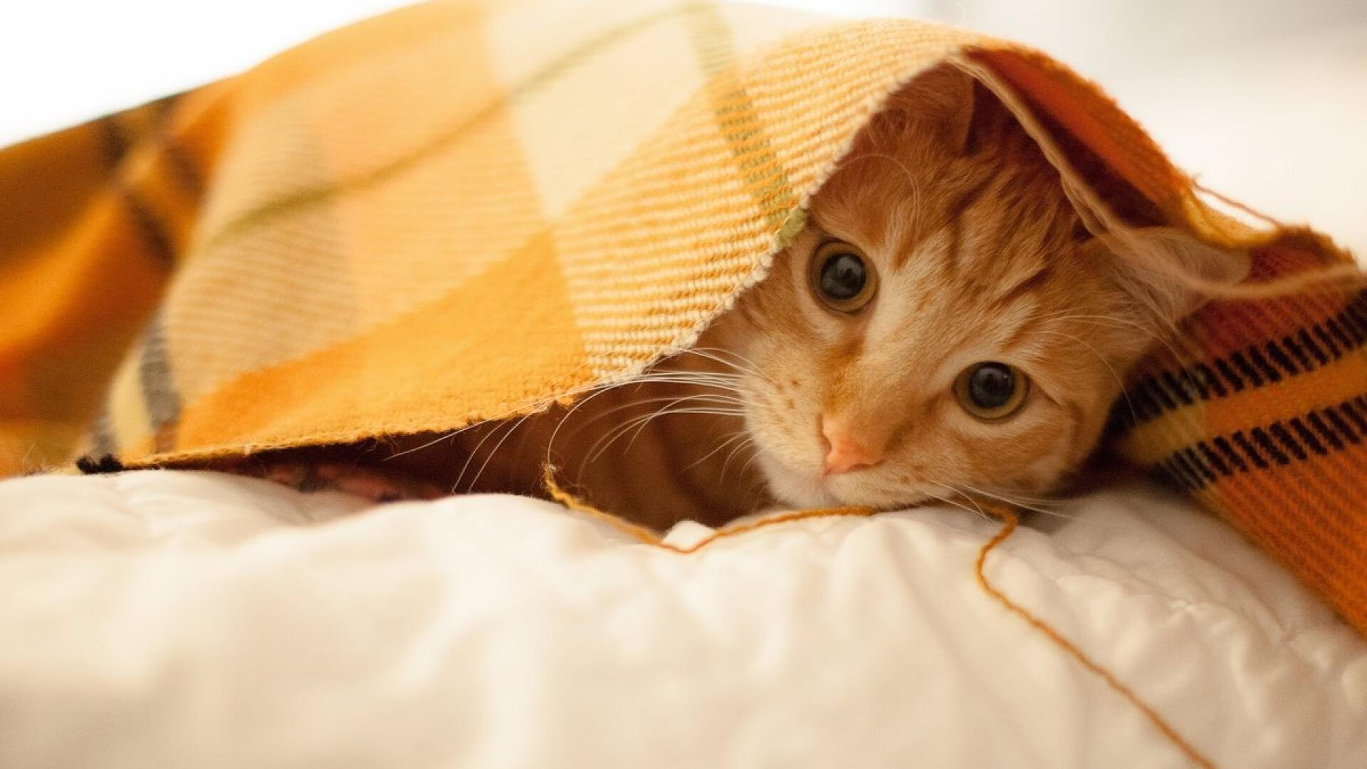 AYX SPORTS-女子篮球队注重攻防转换速度培养适应快节奏比赛，女子篮球队训练方法