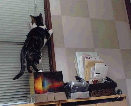 德甲速度激情:瞬间突破赢得满堂喝彩!,德甲速度排名