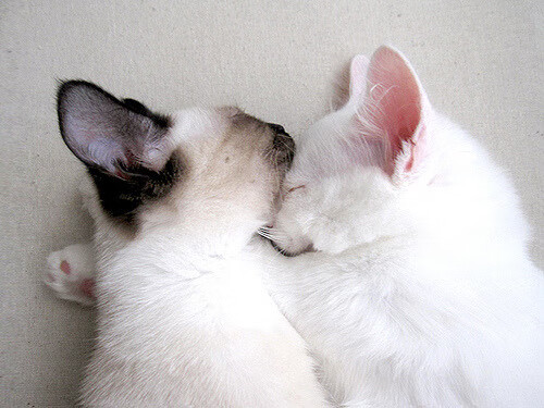 AYX体育-英超最后一搏：奇迹与逆转的完美结合，英超最后一轮对战表